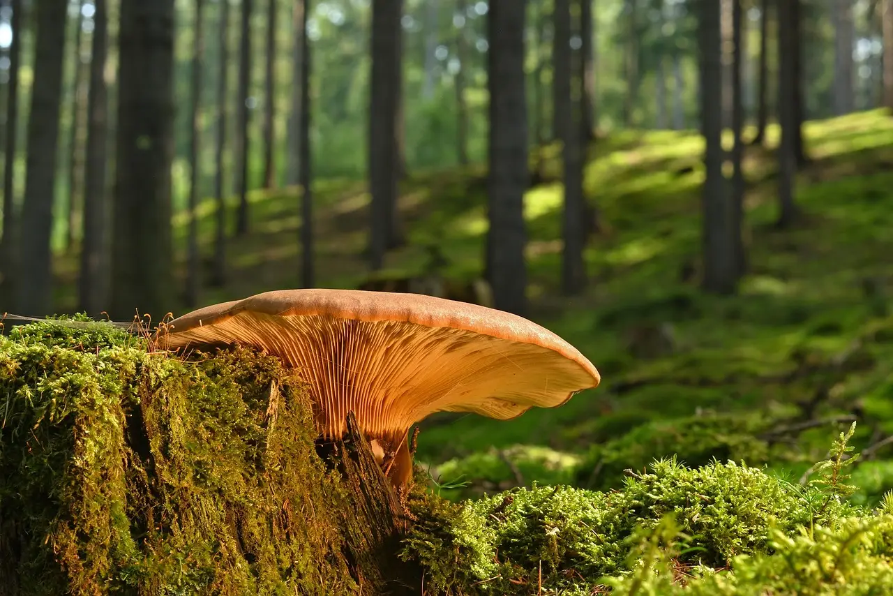 Finnish police open criminal investigation into Google over reported mass tree felling at data center site